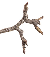 dry branch of a pear tree isolated on a white background
