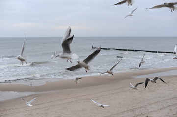 A herd of seagulls on the sand beach of Baltic Sea in north of Poland in winter