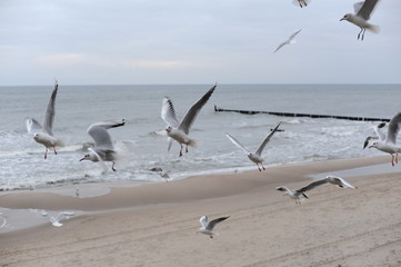 Fototapeta na wymiar A herd of seagulls on the sand beach of Baltic Sea in north of Poland in winter