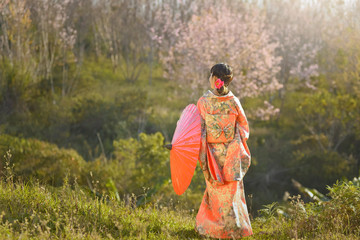 Asian woman wearing traditional japanese kimono,Japan sakura ,Japan kimono