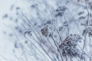 snow covered winter spirea