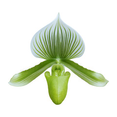 Green Orchid [Paphiopedilum] isolated on white back ground
