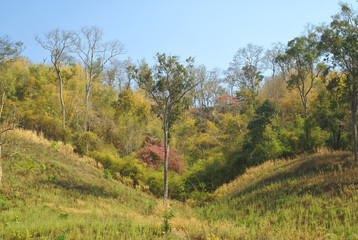 landscape of forest and mountain