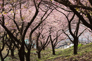 Obraz premium 河津桜