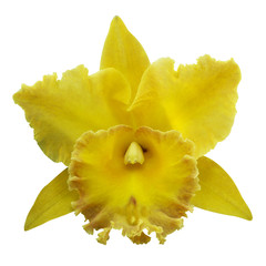 Yellow Orchid [Cattleya] isolated on white back ground