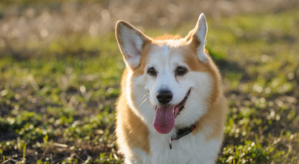 Welsh Pembroke Corgi dog outdoor portrait in field 