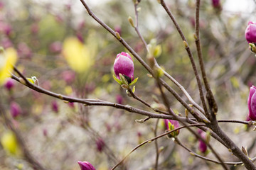 Amazing purple magnolia flowers in the spring season