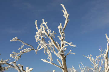 detail of tree with snow