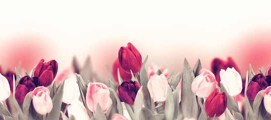 Fototapeta premium Tulipanowa kolorowa kwiatu panoramiczna granica na bielu