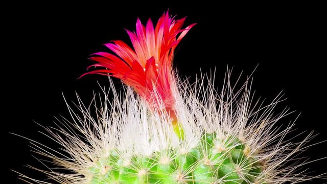 Time-Lapse of beautiful cactus or cacti flowers which are in their colorful blooming on black background. Timelapse opening red Parodia penicillata.