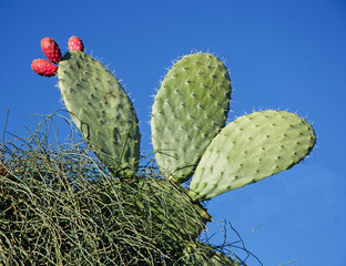 close up of cactus