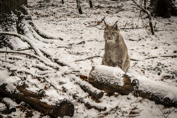 white lynx in the snowy forest