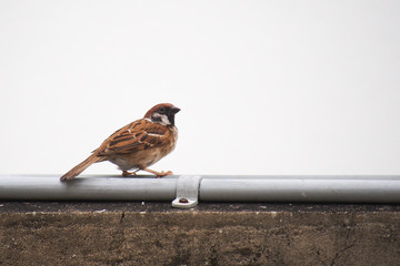 Sparrow on the wall.