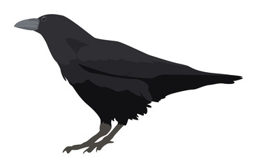 Kolkrabe