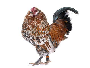 Barbu d'Anvers rooster