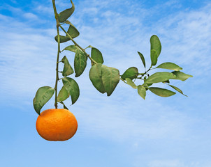 Ripe tangerines on tree