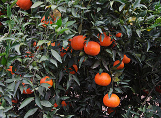 Tangerines on branch