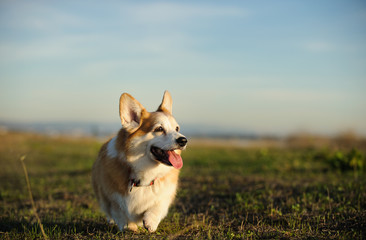 Pembroke Welsh Corgi dog outdoor portrait standing in field