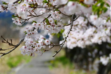 桜のサイクルリングロード。遠野　岩手　日本。5月上旬。