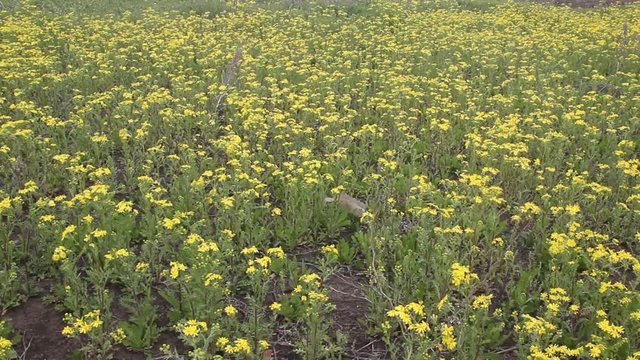 A field overgrown with blooming Senecio vulgaris