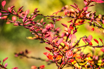 Close-up of branches and bright red leaves of a berberis shrub against a background with yellow and green bokeh in autumn