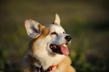 Welsh Pembroke Corgi dog outdoor portrait closeup