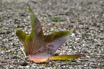 Fallen leaf in shades of red and green on a gravel path in autumn