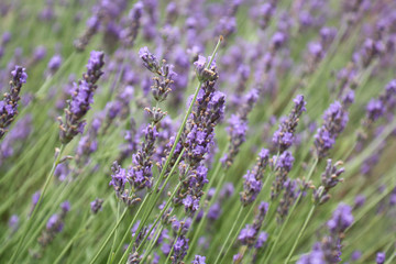 lavender field blossom blooming wild close up