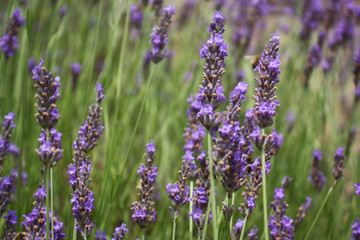 lavender natural lavender field wild macro close up