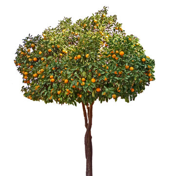 citrus tree on white background