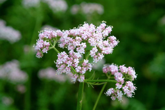 flowering common Valerian