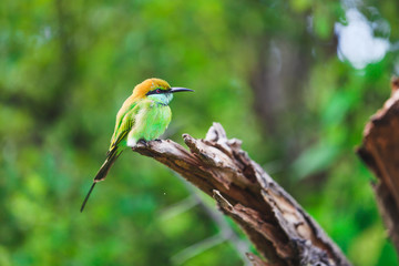 Amazing bird Green Bee Eater