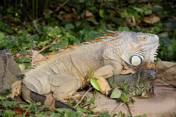 Grüne Leguan (Iguana iguana) 