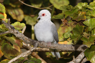 Diamanttäubchen (Geopelia cuneata)
