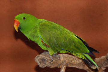 Edelpapagei (Eclectus roratus)  Männchen