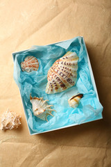 Seashell in white box