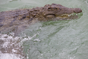 Nilkrokodil (Crocodylus niloticus) Seitenansicht