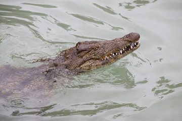  Nilkrokodil (Crocodylus niloticus) Kopf, Nahaufnahme