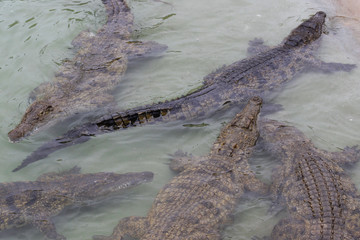 Nilkrokodil (Crocodylus niloticus) 
