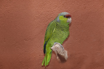 Rotstirnamazone (Amazona autumnalis)