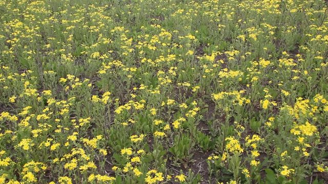 A field overgrown with blooming Senecio vulgaris