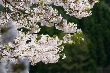 桜の季節。遠野　岩手　日本。5月上旬。