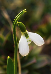 Beautiful snowdrop flower closeup