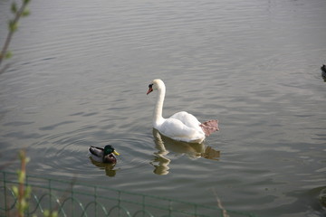 swan