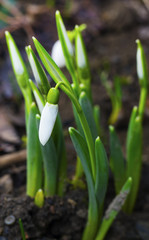 Obraz premium Beautiful snowdrop flowers closeup