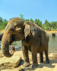 Fototapeta na wymiar Elephant proboscis Sri Lanka.