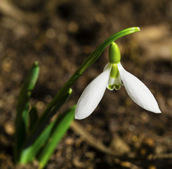Fototapeta na wymiar Beautiful snowdrop flower closeup