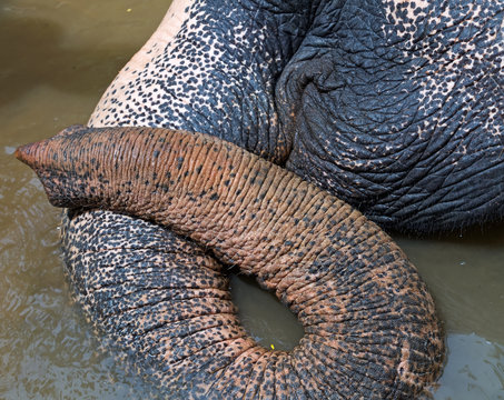 Skin texture proboscis of a big Asian elephant