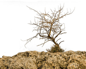 Dry tree isolated on white background
