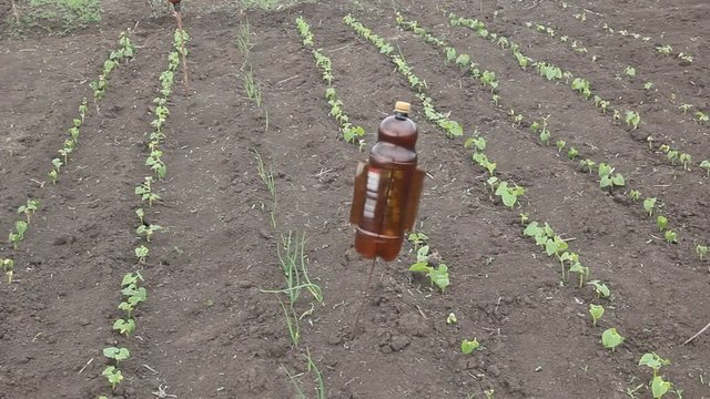 Rattle from a plastic bottle to scare off the mole-rat.The bottle is spinning, rattles and scares the mole and mole rat 